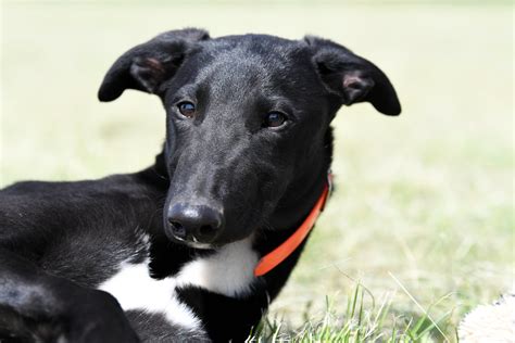 Greyhound Ownership .